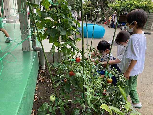 お野菜の収穫